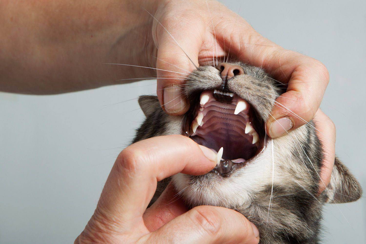 Стоматит у кошек: фото, симптомы и лечение