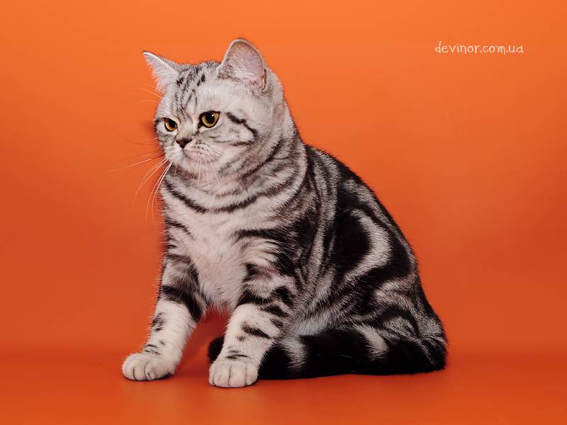 Такие разные и прекрасные британские кошки: разбираем окрасы
