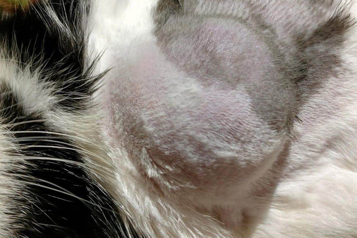 Опухоль молочной железы у кошки