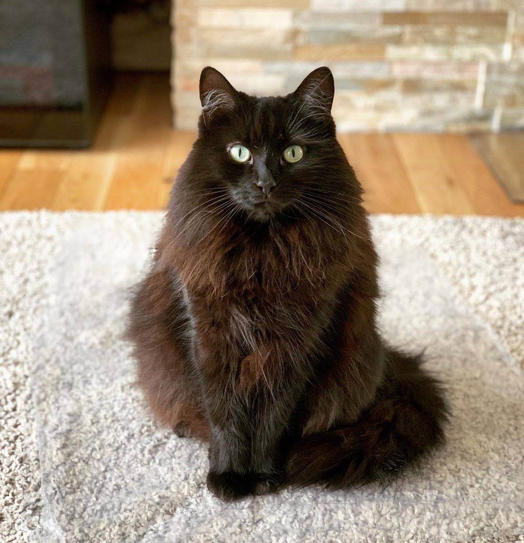 Йоркская шоколадная кошка: описание внешности, советы по содержанию