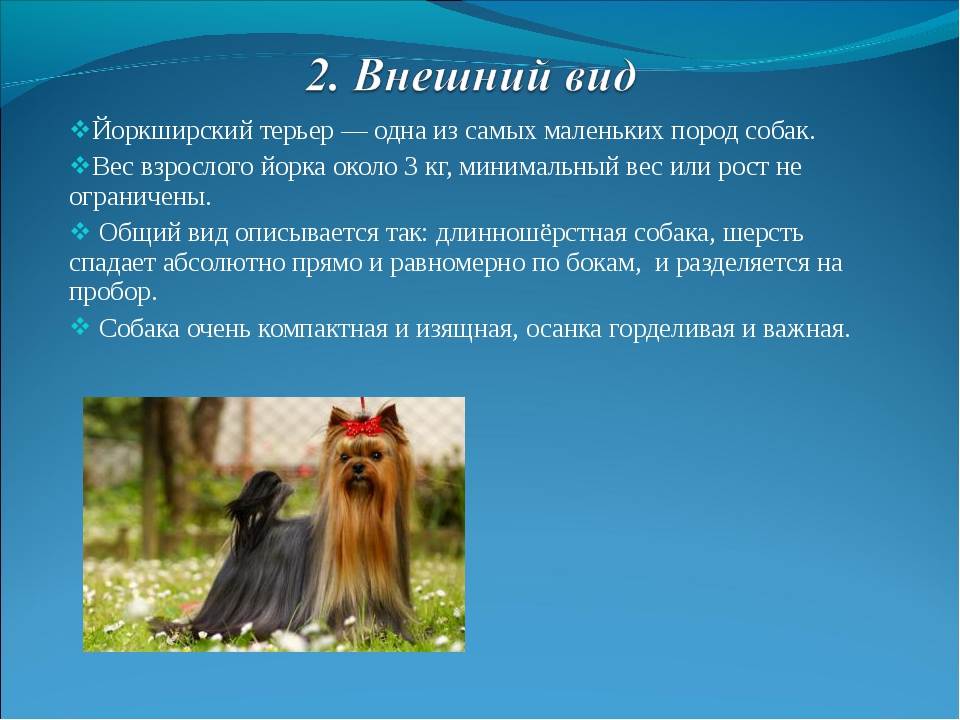 ᐉ биро йорк описание - zoomanji.ru