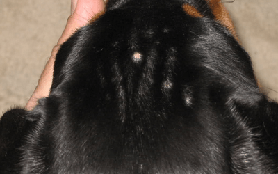 Черные пятна или точки у собаки на животе