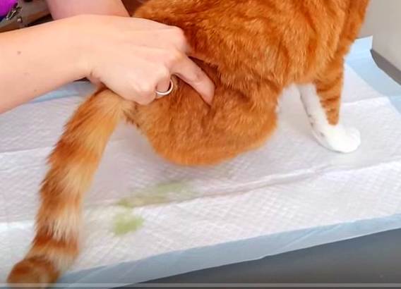 Как делать массаж кошке (с иллюстрациями) - wikihow