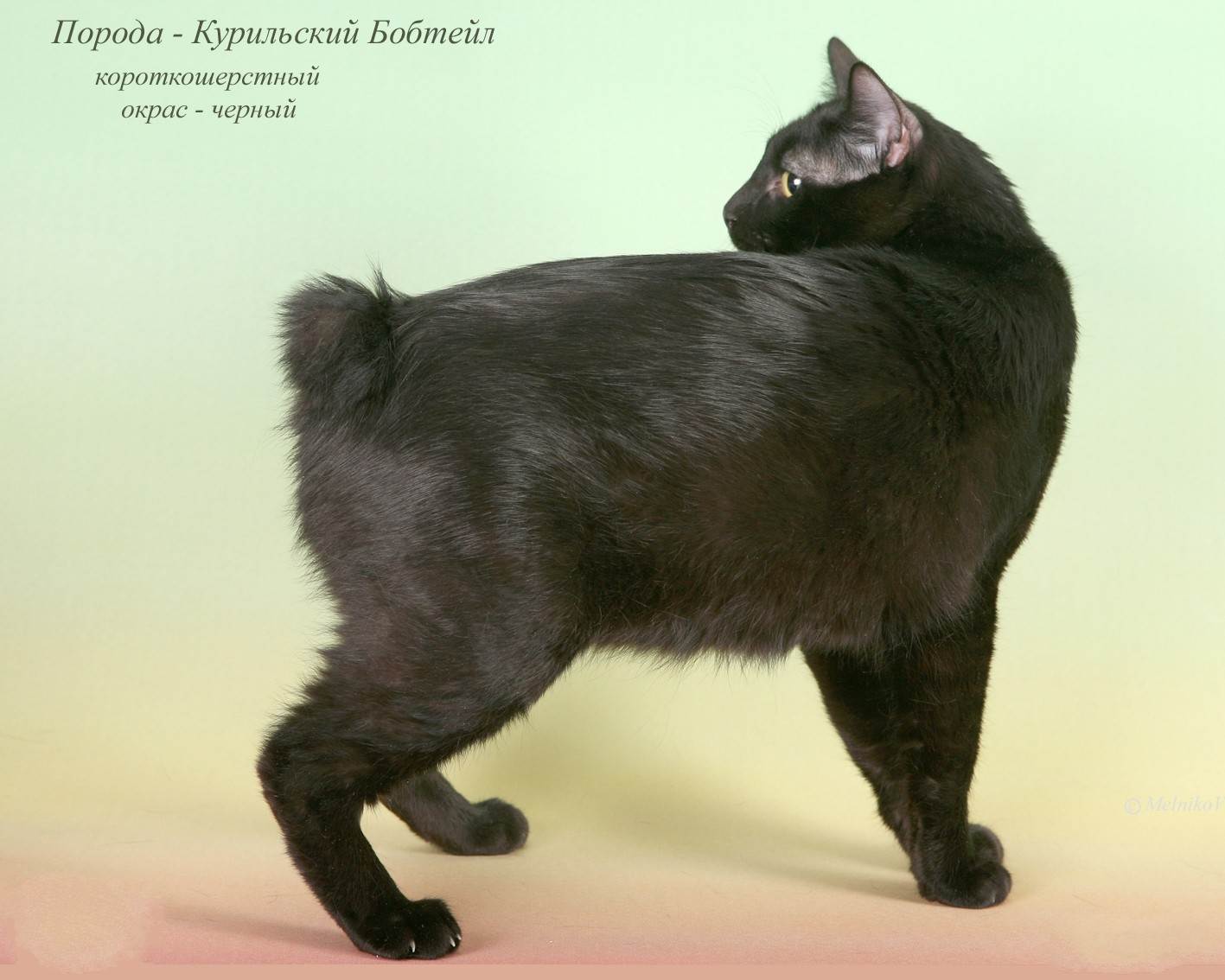 Необычные породы кошек – без хвоста, короткохвостые и с загнутыми назад ушами: названия, описание и фото