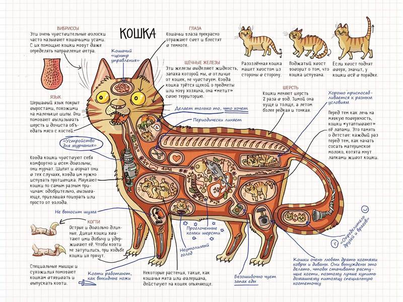 Зачем кошке хвост: строение, функции, значение движений, заболевания