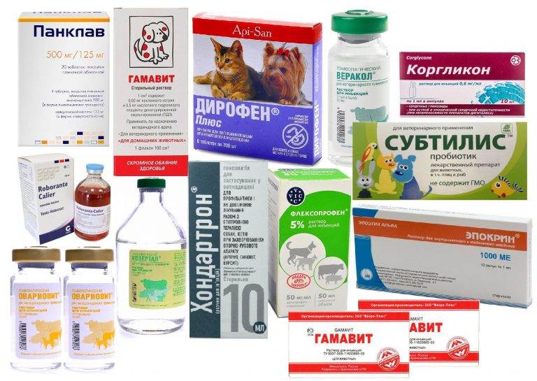 Ветеринарный препарат имаверол для кошек: инструкция по применению, показания и противопоказания, аналоги, отзывы
