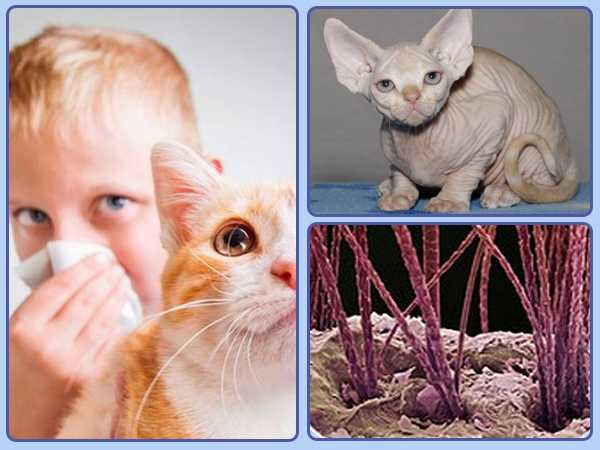 Топ 8 пород кошек, не вызывающих аллергию у человека — список, характеристика и фото