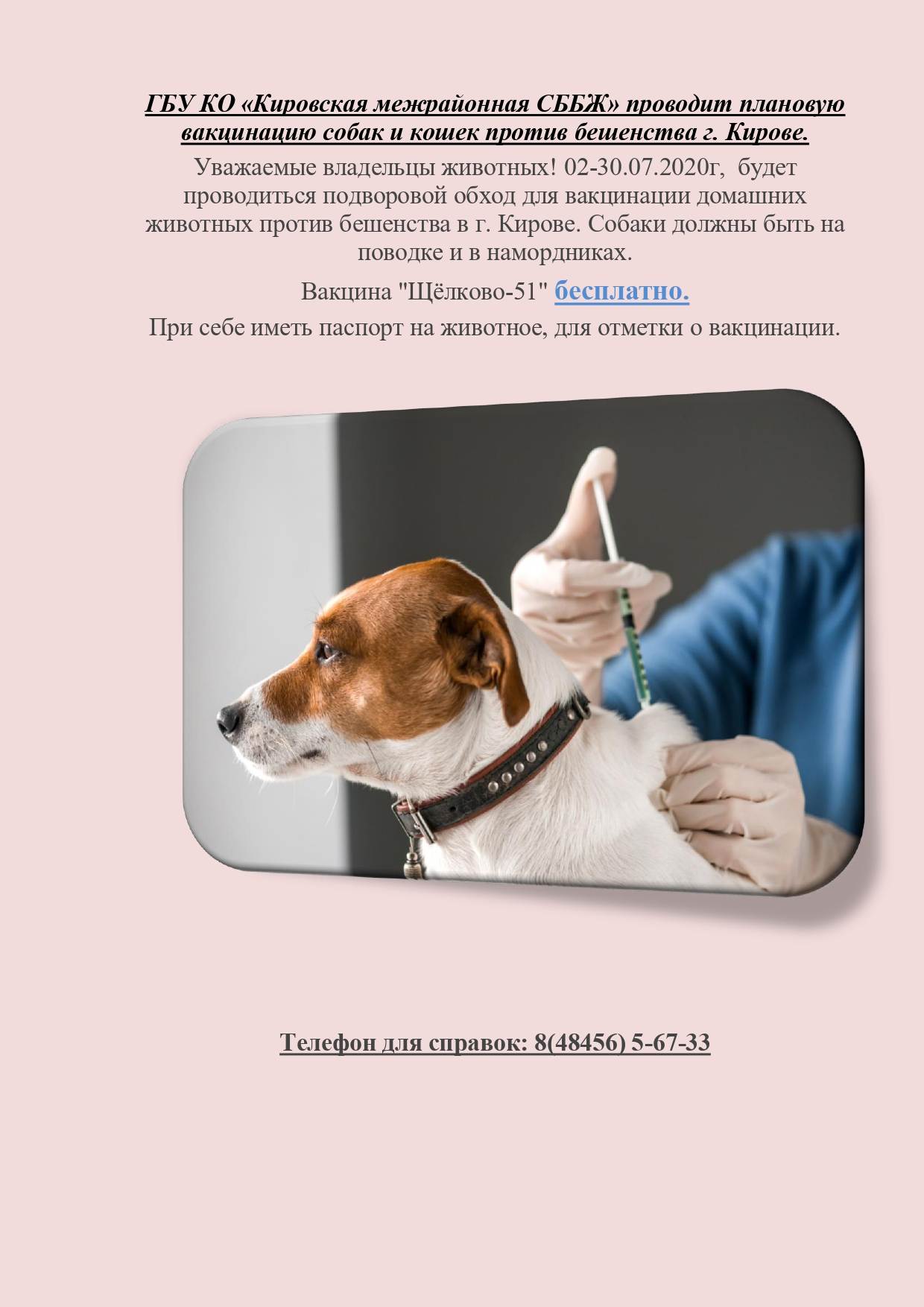 Нужно ли глистогонить и кормить собаку перед прививкой - график вакцинации собак