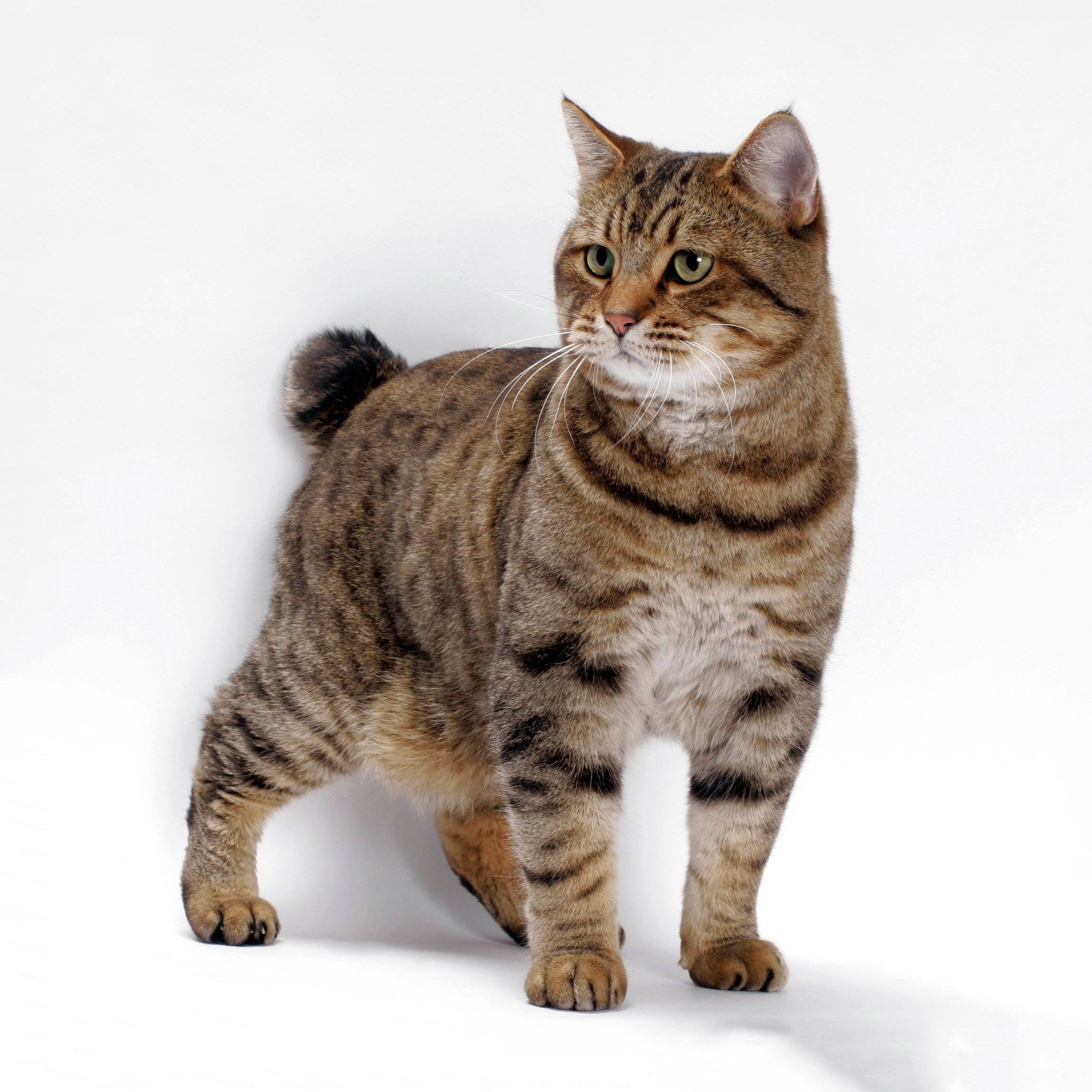 Порода кошек американский бобтейл: описание и характер :: syl.ru
