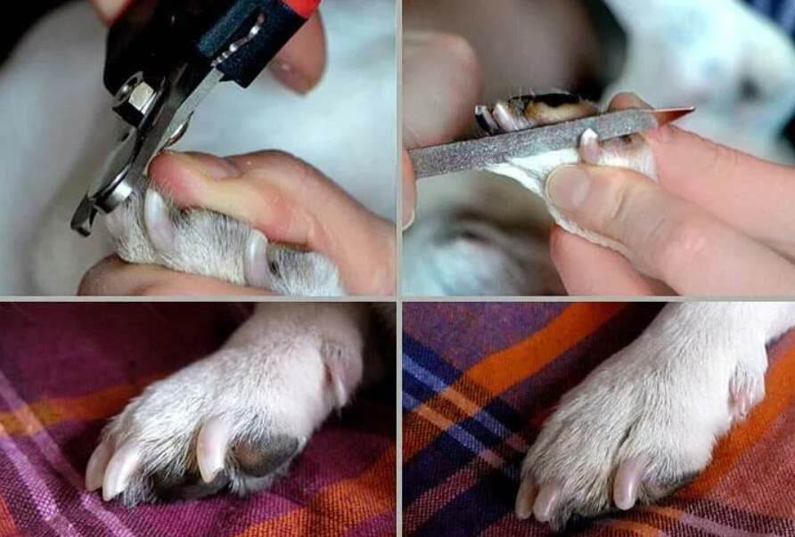 Как подстричь когти собаке в домашних условиях