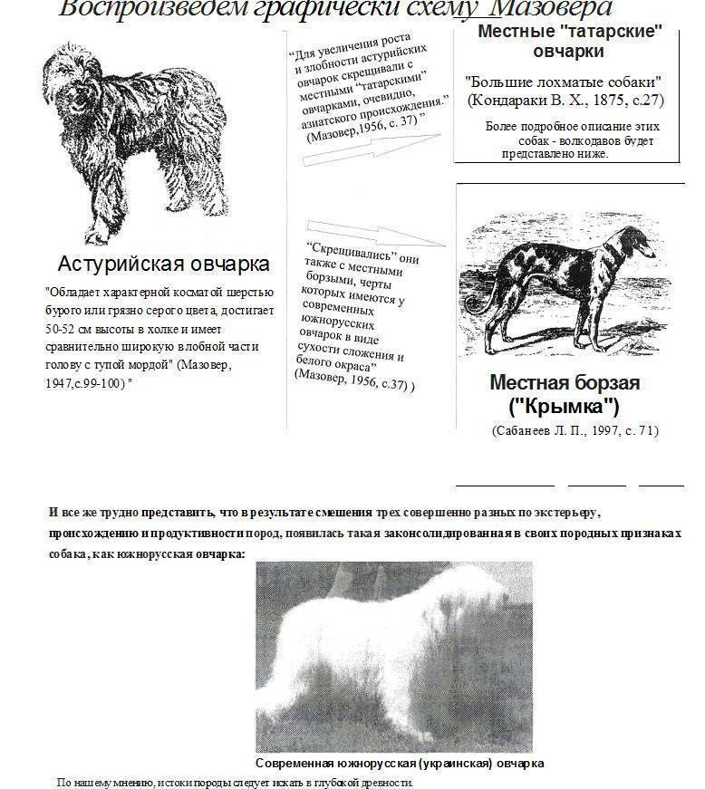 Содержание русской овчарки: характер, особенности ухода, фото южнорусских овчарок