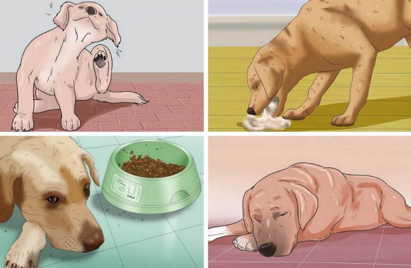 Что делать, если собака плохо ест?