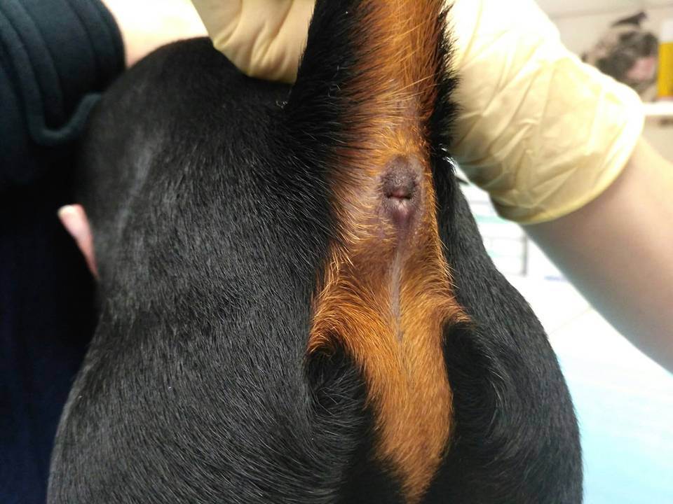 Шишка у собаки под кожей: на шее, лапе, спине и других частях тела; что это может быть, диагностика, прогнозы и лечение