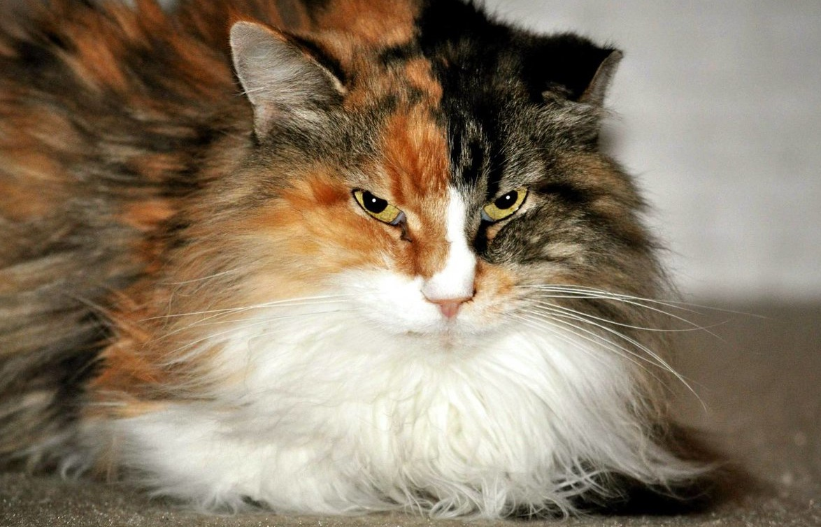 Норвежская лесная кошка: описание, характер, уход и советы по покупке котенка (125 фото + видео)