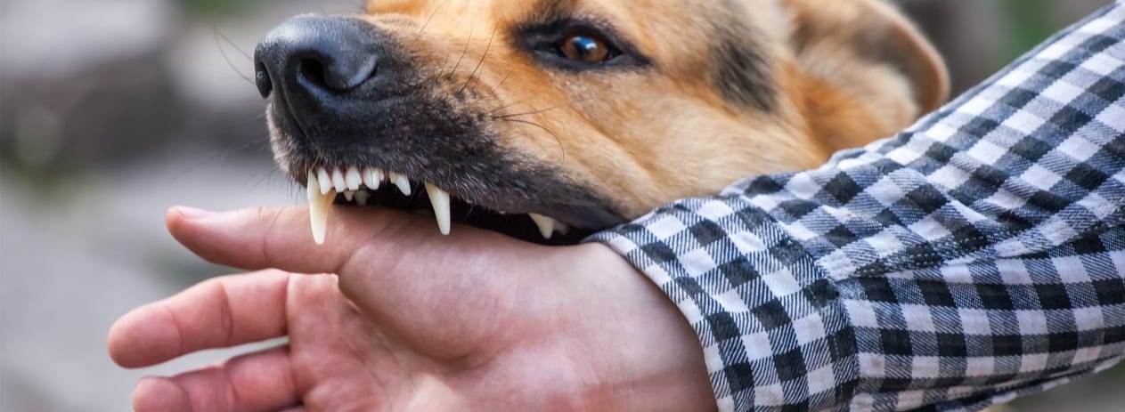Признаки бешенства у человека после укуса собаки – лечение и профилактика