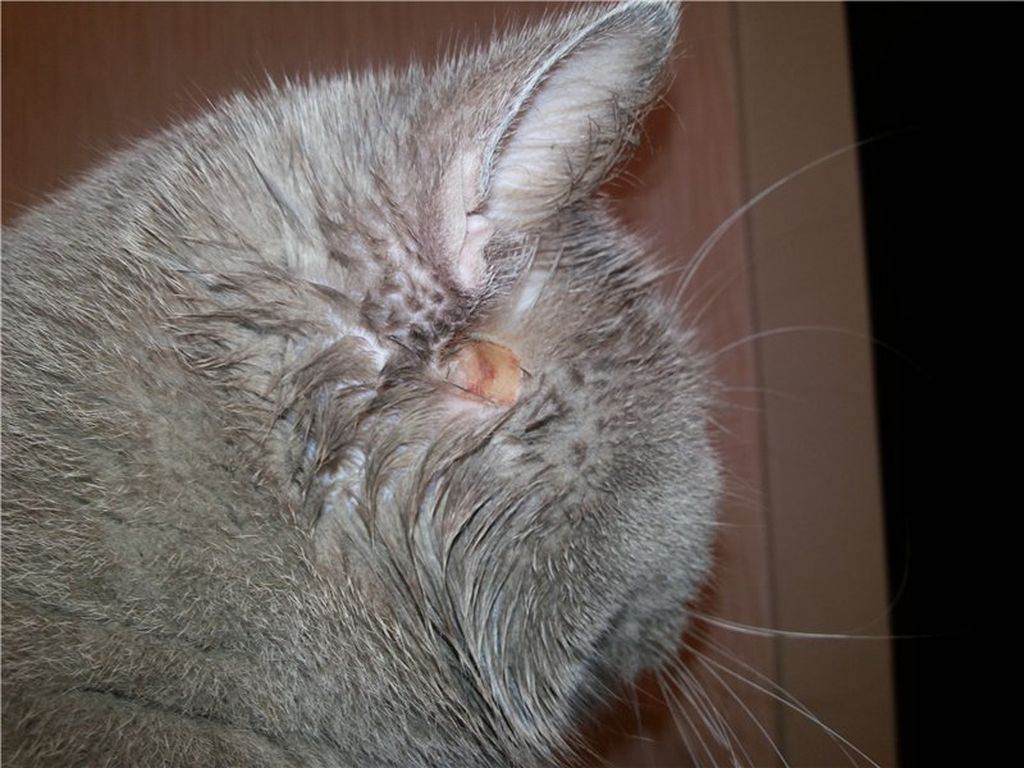 Стригущий лишай у кошек: как выглядит и чем лечить  - mimer.ru