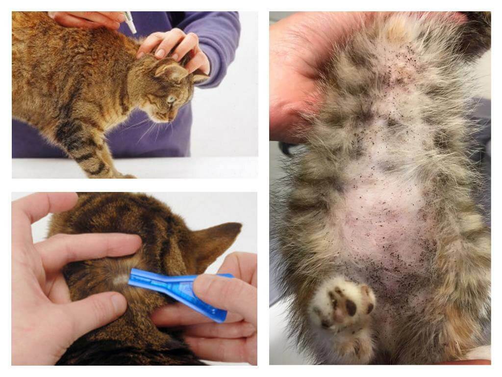 Трихобезоар у кошек: причины, симптомы, лечение, прогноз, осложнения | блог ветклиники "беланта"