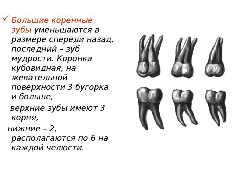 Коренной зуб 5 букв. Корни коренных зубов верхней челюсти. Малые и большие коренные зубы.