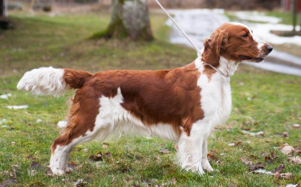 Порода собак английский спрингер-спаниель: фото, видео, описание породы и характер