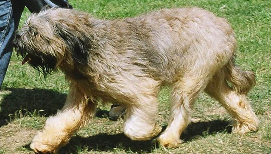 Порода собаки португальская овчарка: характеристики, фото, характер, правила ухода и содержания