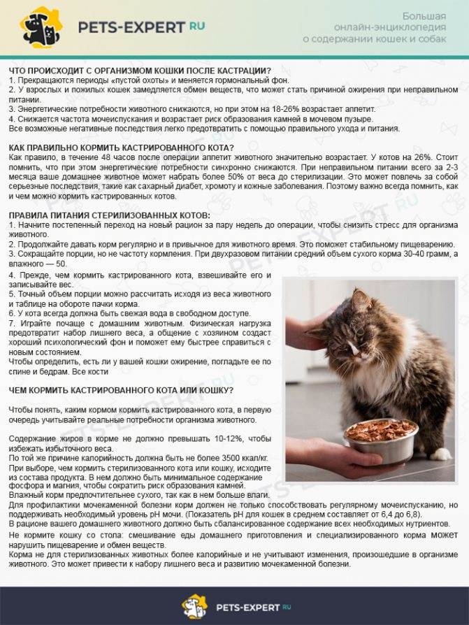 Питание кастрированных котов и стерилизованных кошек