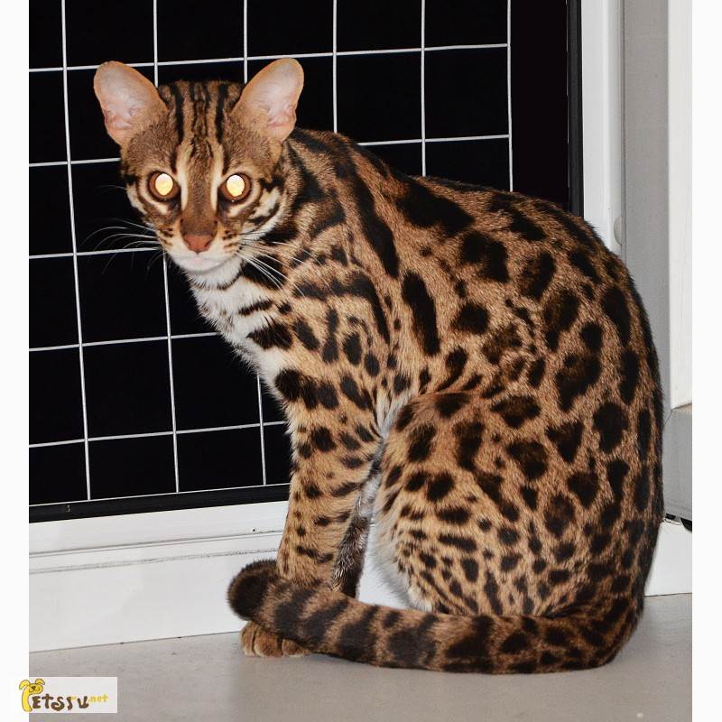 Порода крупных кошек леопардового окраса как называется. породы кошек, похожие на леопарда. на что следует обратить внимание