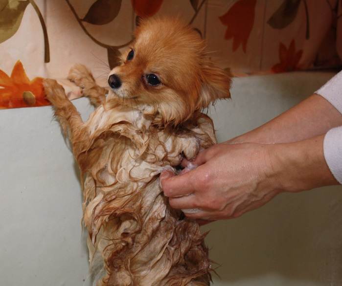Миниатюрный длинношерстный чихуахуа: фото самоуверенной маленькой собачки и содержание питомца со своенравным характером