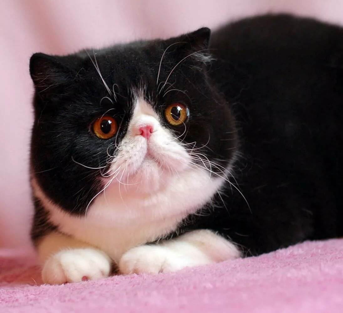 Какая порода у кота снупи: фото и описание экзотической короткошерстной кошки, отличия экзотов от персов