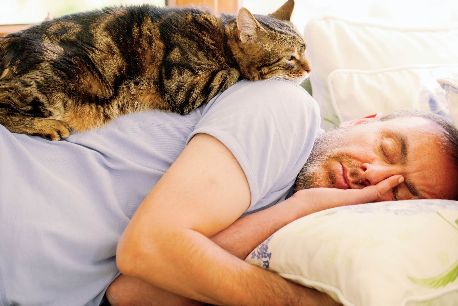 Для чего кошки ложатся спать с хозяевами? почему кошки спят в ногах, на голове человека? почему нельзя спать с кошкой в одной кровати взрослым, детям, беременным? как отучить кошку спать на кровати?