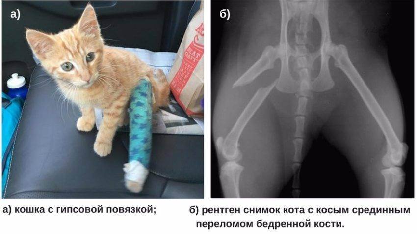 ᐉ котенок хромает на переднюю лапу что делать, причины хромоты у кошек - zoomanji.ru