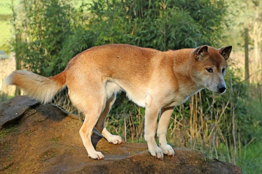 Породы собак японии: обзор, характеристика и особенности ухода, фото представителей