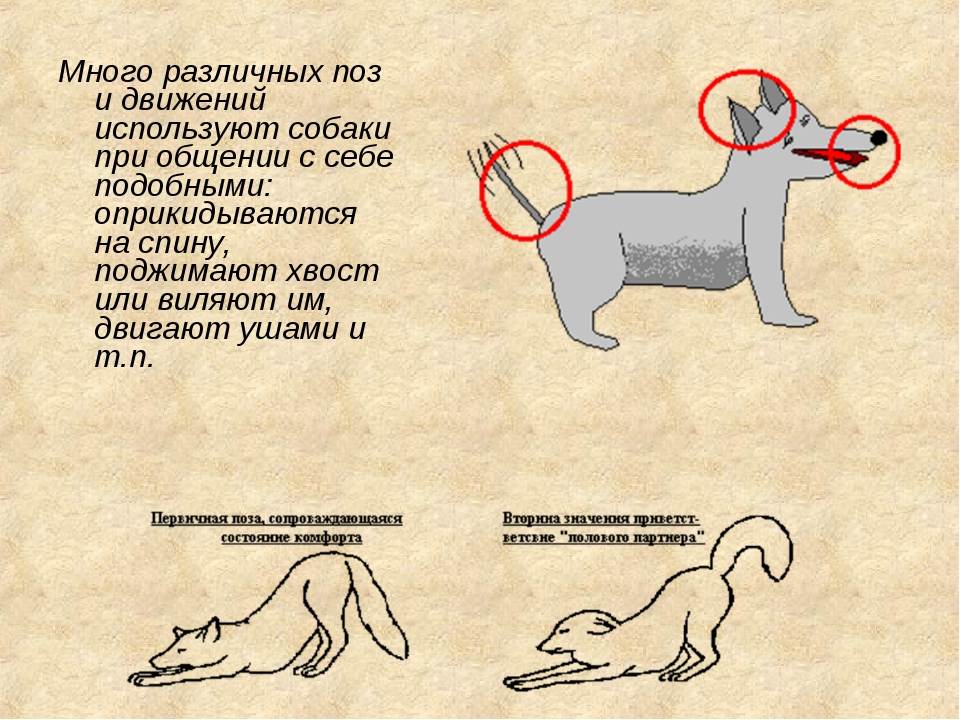 Язык тела кошки и кота: как научиться понимать своего питомца