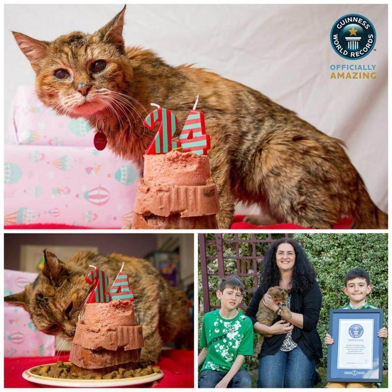 Самый старый кот в мире книга рекордов гиннеса фото 31 год, 38 и 39 лет отпраздновал, по кличке вельвет, в россии