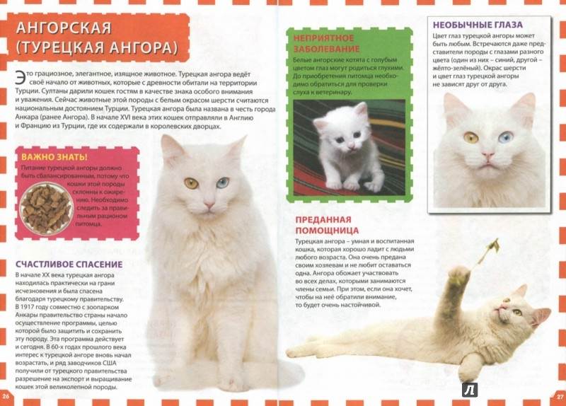 Турецкая ангора (ангорская кошка): описание породы, характер, отзывы (с фото)