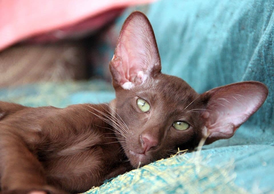 Гавана браун: фото, описание, окрас, характер, стандарт породы кошек