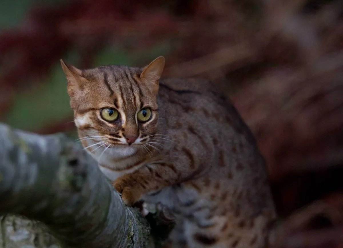 Самая маленькая порода кошек в мире топ-10 (с фотографиями) - kisa.su
