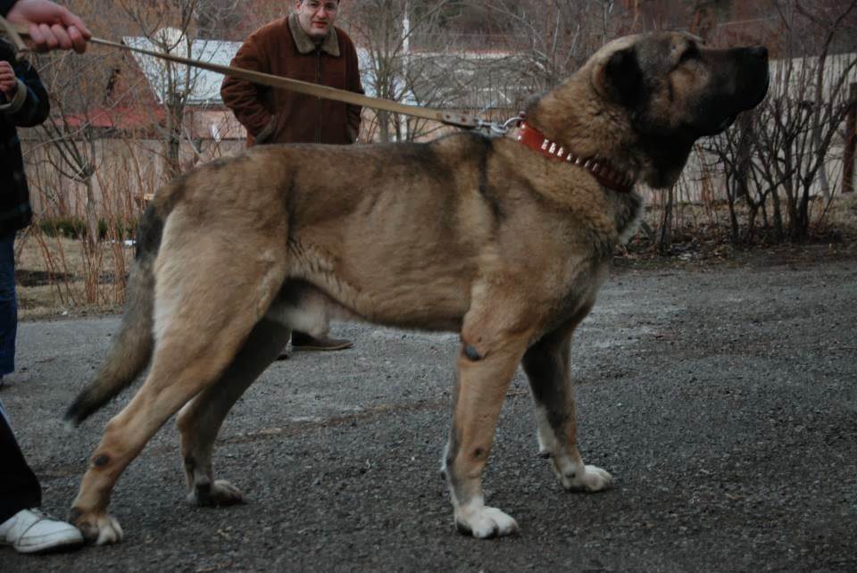 Армянский гампр – фото, описание, стандарт породы, цена щенка