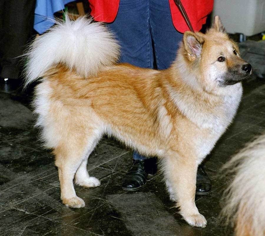 Японские породы собак: описание внешности и особенностей характера