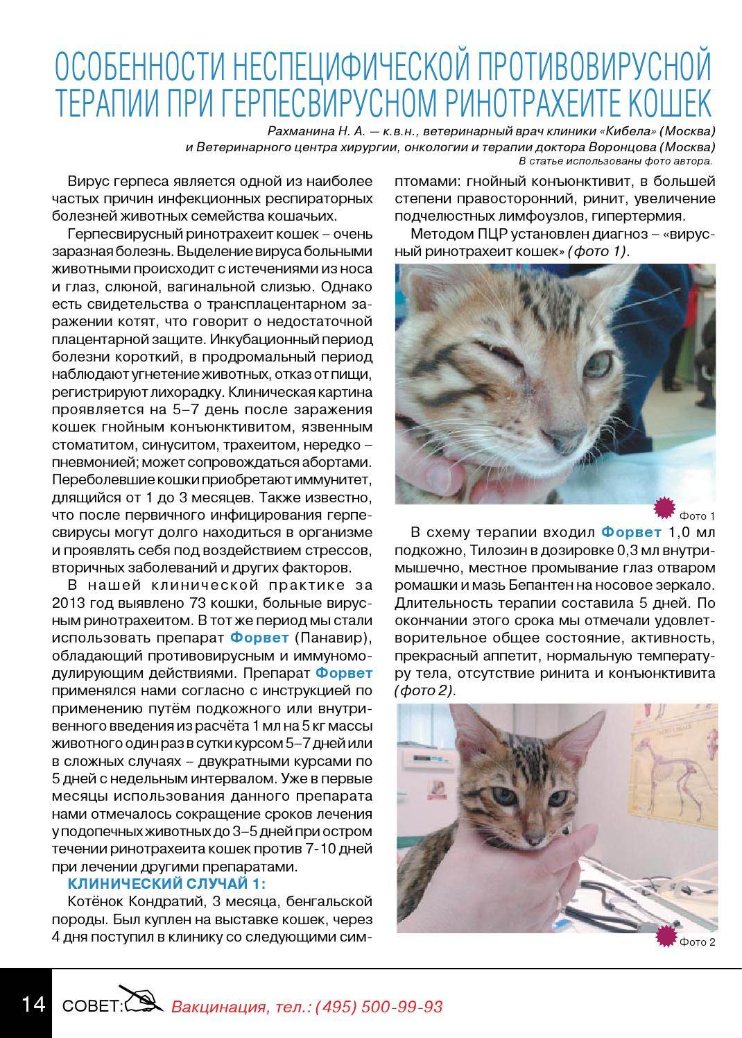 Ринотрахеит у кошек - симптомы и лечение
