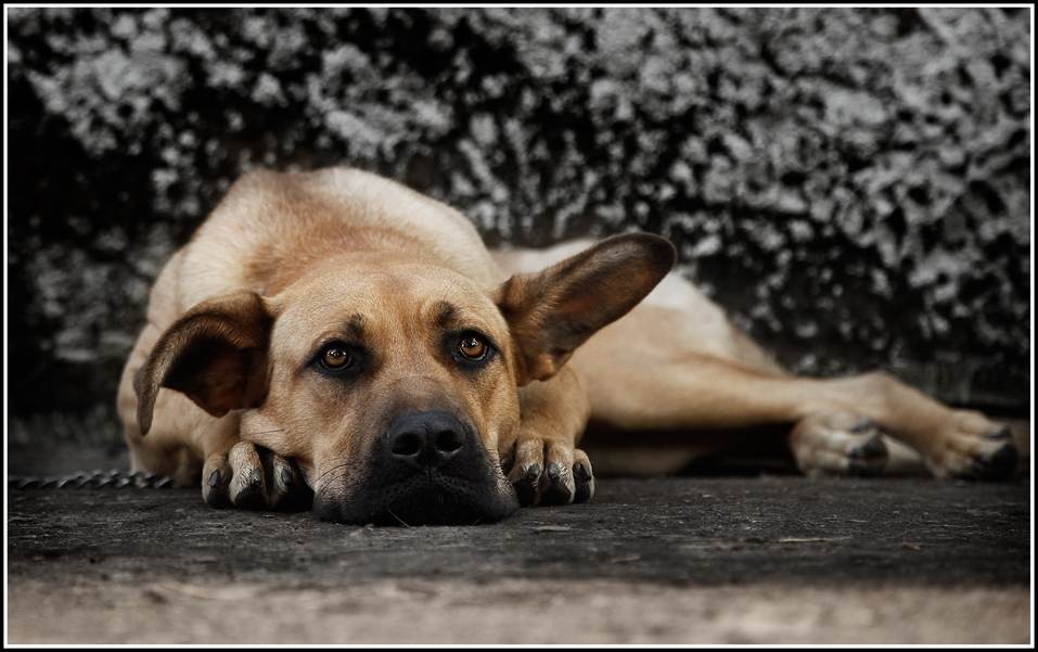 Что делать, если собака проявляет агрессию: советы кинологов по корректировке