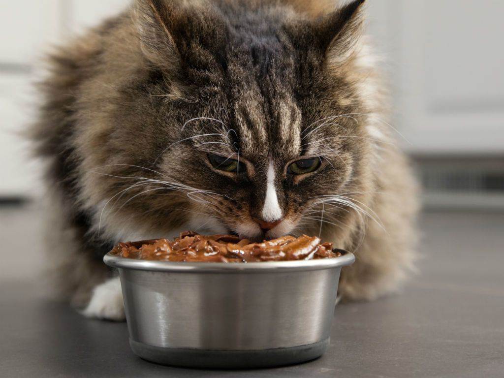 Котёнок не ест: причины и необходимые меры