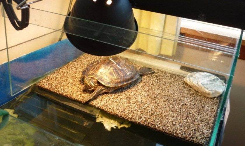 Чем кормить красноухую черепаху, что ест водная черепаха