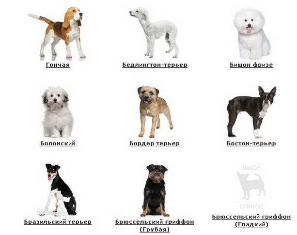 Породы маленьких собак для квартиры: выбираем компактного друга