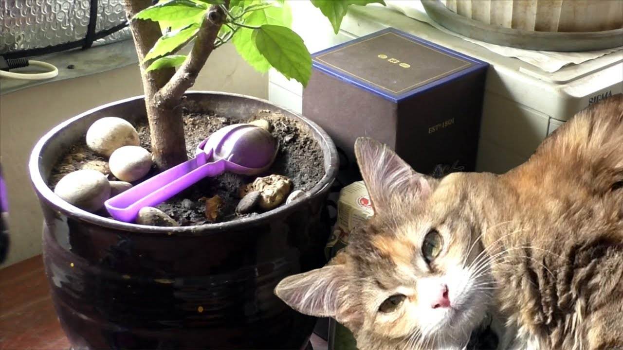 Какой запах отпугивает кошек