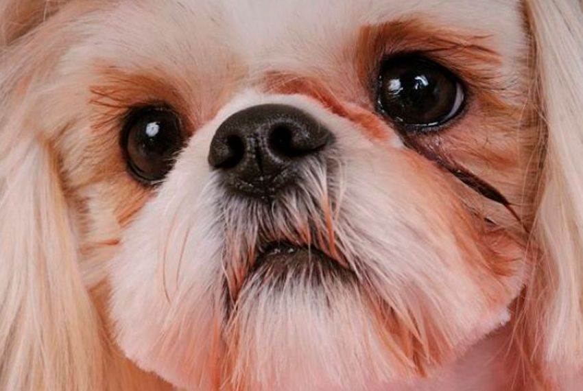 У собаки глаза текут: возможные причины и что делать | блог ветклиники "беланта"