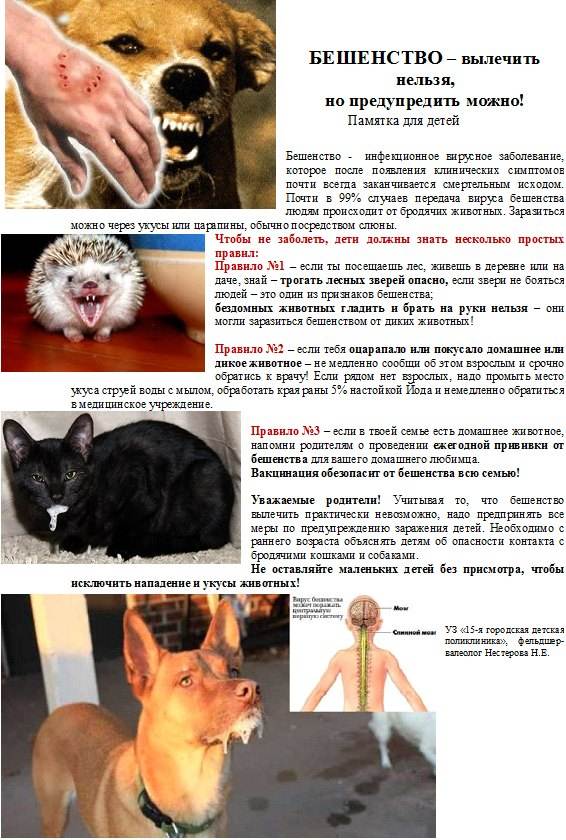 Бешенство у кошек: симптомы, пути заражения, диагностика, лечение, профилактика
