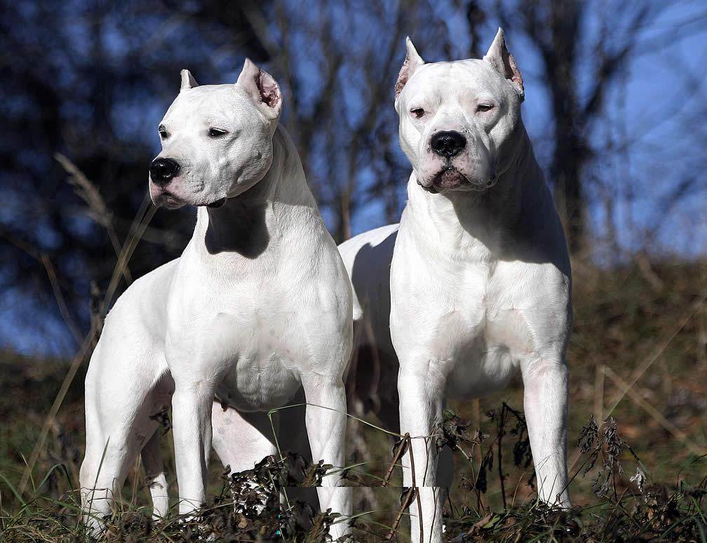 Аргетинский дог – фото собаки, характеристика породы, цена, отзывы