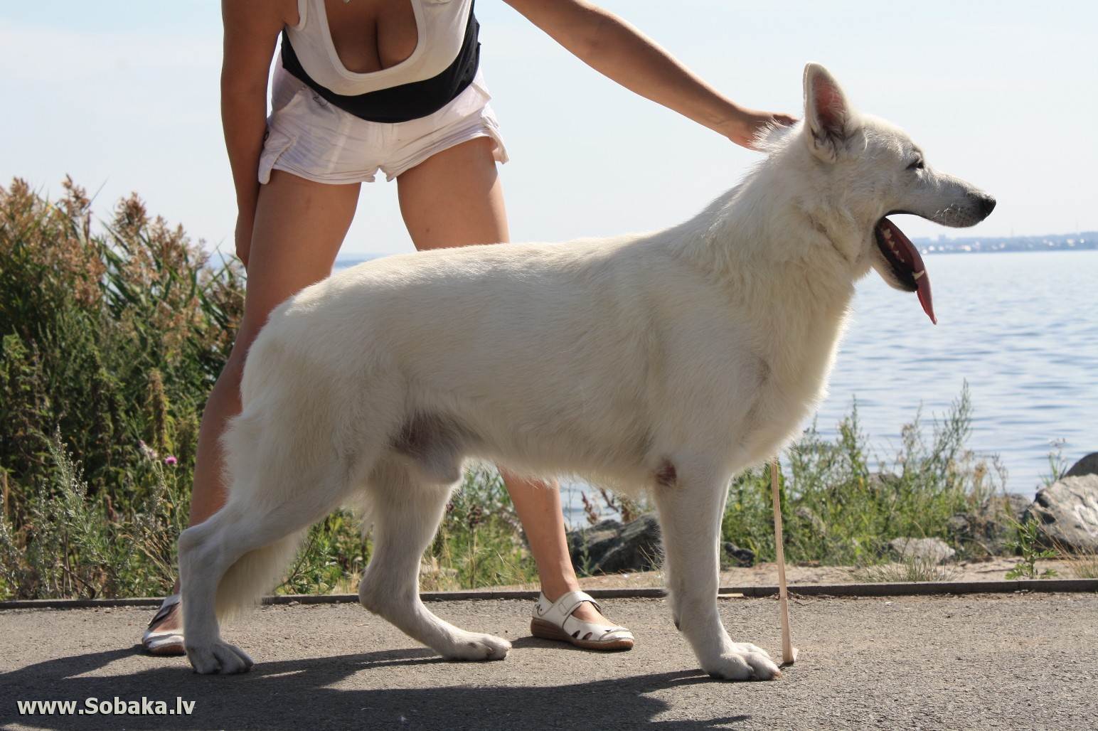 Фото и описание белых пушистых собак