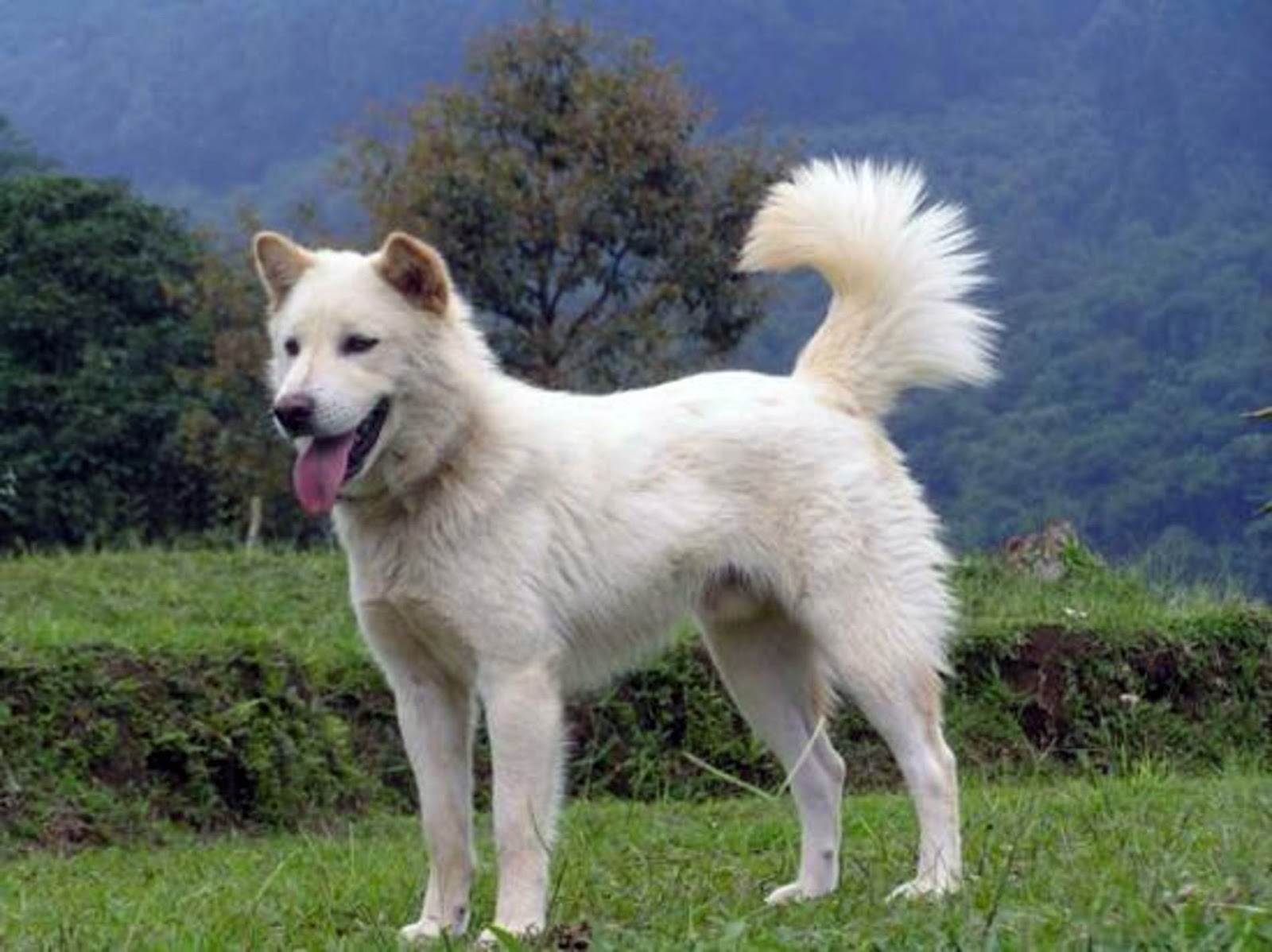 Кинтамани: описание уникальной породы бали, фото собаки