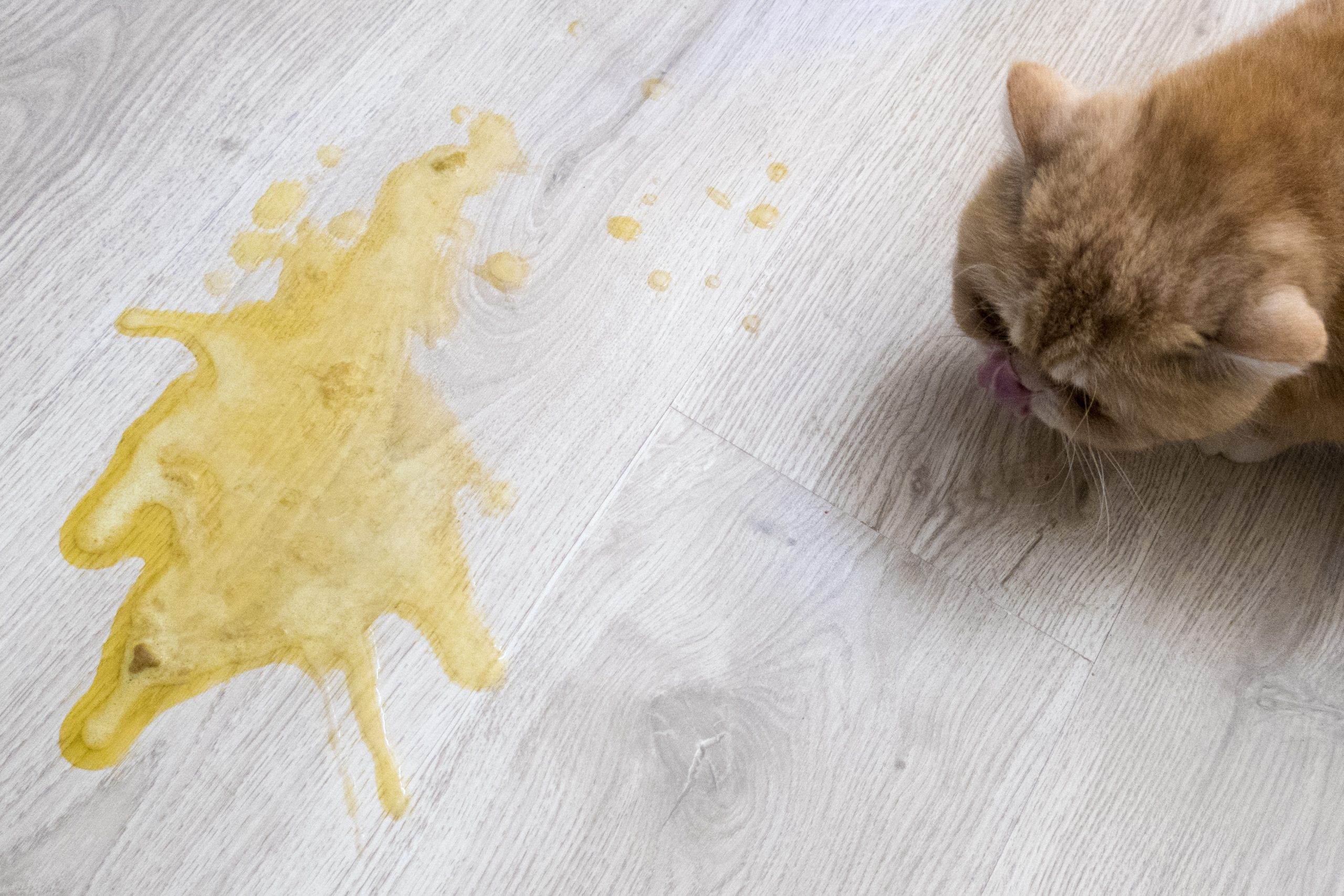 Кота рвет желтой жидкостью: что делать